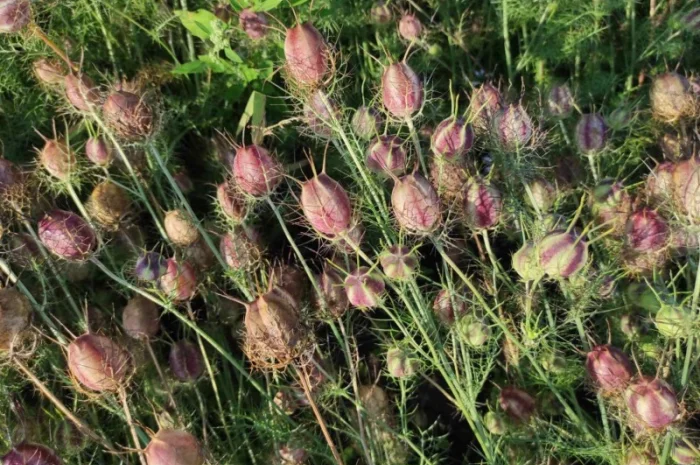 Продам насіння чорнушки дамаської (нігели, чорного тміну)- фото № 3