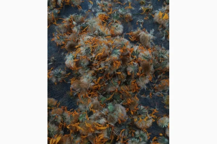 Арника Горная(Arnica Montana)- фото № 1