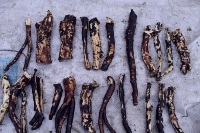 Корень живокоста - окопника, круглый год- фото № 2