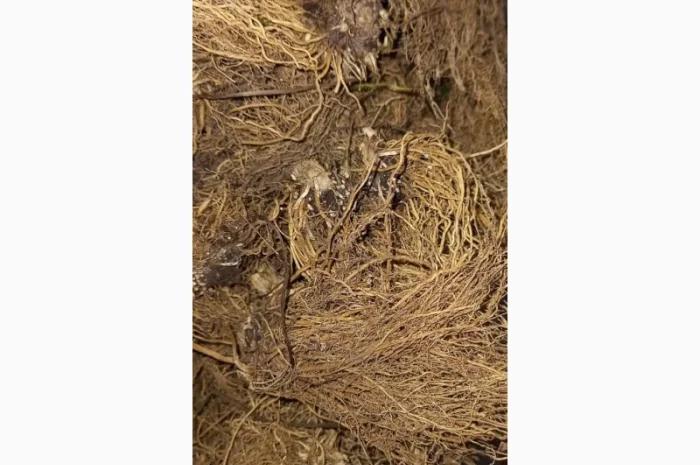 Продам корінь валеріани- фото № 1