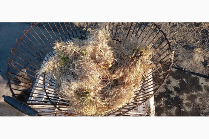 Продам корінь валеріани- фото № 2