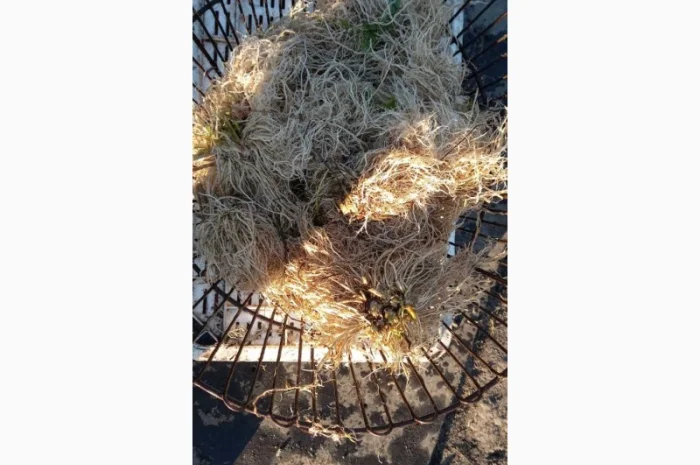 Продам корінь валеріани- фото № 3