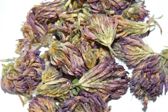 Закуповуємо цвіт конюшини червоної ДОРОГО- фото № 3