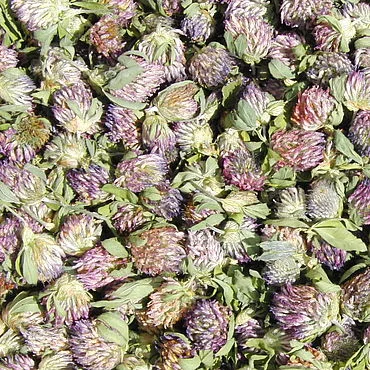 Закуповуємо цвіт конюшини червоної ДОРОГО- фото № 2