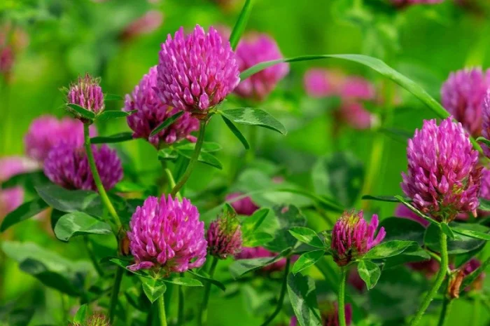 Закуповуємо цвіт конюшини червоної ДОРОГО- фото № 1