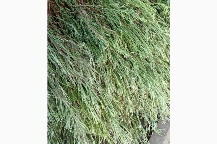 Кіпрей дрібноквітковий- фото № 1