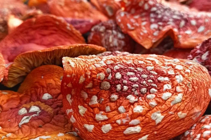 Микродозинг мухомора красного пантерного Ежовик Кордицепс Рейши- фото № 1