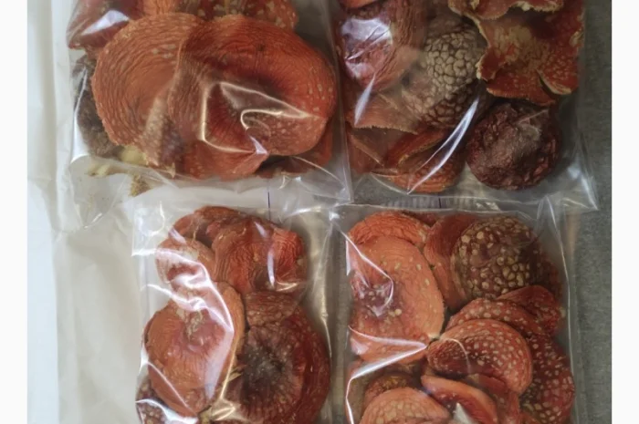 Микродозинг мухомора красного пантерного Ежовик Кордицепс Рейши- фото № 2