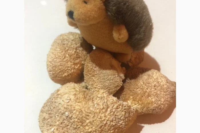 Микродозинг мухомора красного пантерного Ежовик Кордицепс Рейши- фото № 4