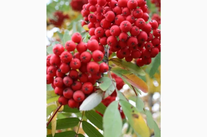 Закупаем Сухую ягоду Бузины, красную рябину, шиповник- фото № 1