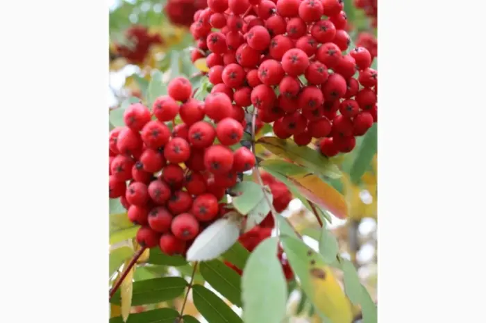 Закупаем Сухую ягоду Бузины- фото № 1