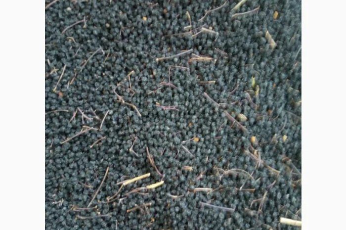 Закупаем ягоду Бузины, красную рябину, шиповник, боярышник.Только сухую- фото № 1