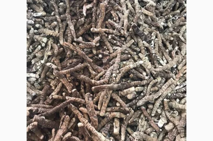 Закупаем корень и корневища валерьяны, аира, калгана, алтея- фото № 1