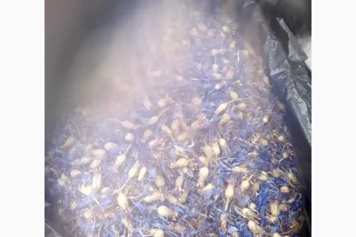 Продам квіти волошки сушені- фото № 1