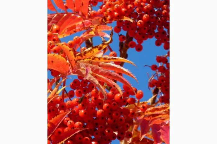 Купим Красную Рябину.СУХУЮ- фото № 1