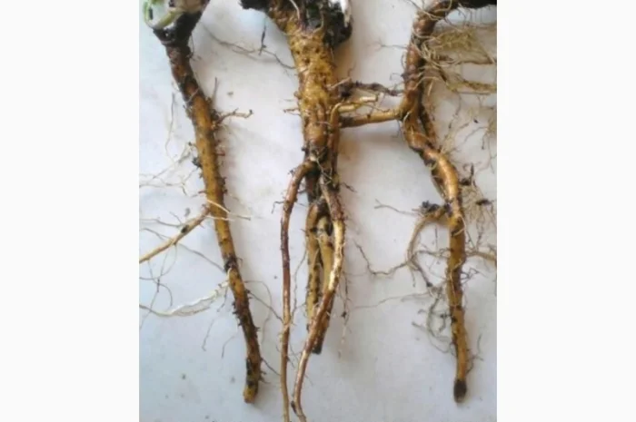 Закупаем лист и корень одуванчика, корень лопуха, девесила, алтея, аира по Украине, корень- фото № 1