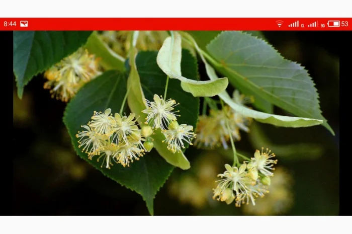 Закупаем цвет бузины, сухую ягоду бузины, цвет липы, деревий, зверобой, чебрец- фото № 1