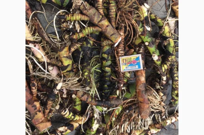 Куплю корень Аира, калгана, Алтея, живакость, окопникв сухом виде либо сырой.Оплата наличными- фото № 1