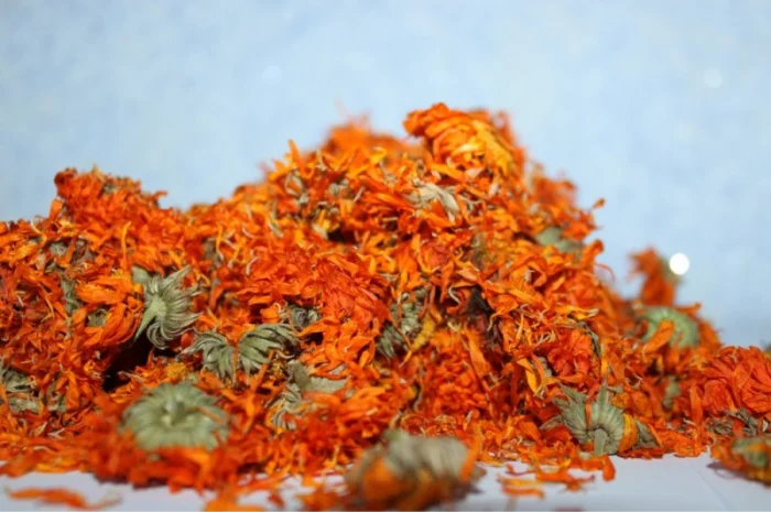 Куплю квіти календули (нагідки)- фото № 1