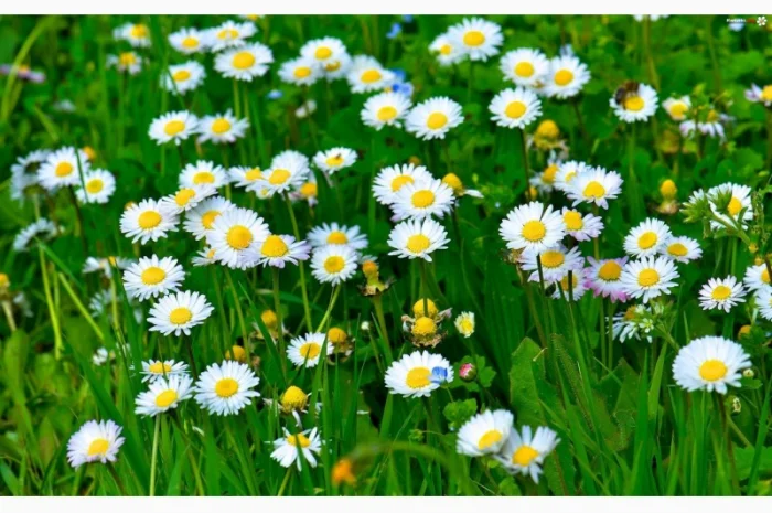 Куплю цвіт стокротки багаторічної- фото № 2