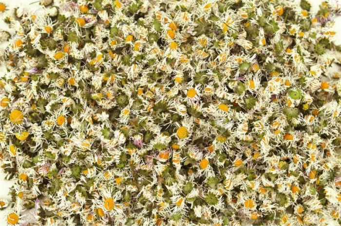 Куплю цвіт стокротки багаторічної- фото № 1