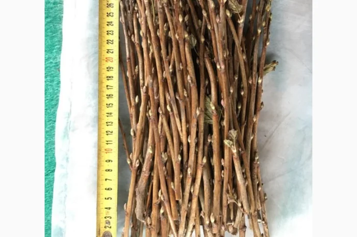 Продам бруньки смородини оптом- фото № 1