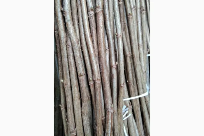 Продам бруньки смородини оптом- фото № 2