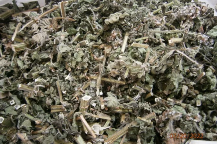 Пустирник (собача кропива) трава- фото № 2