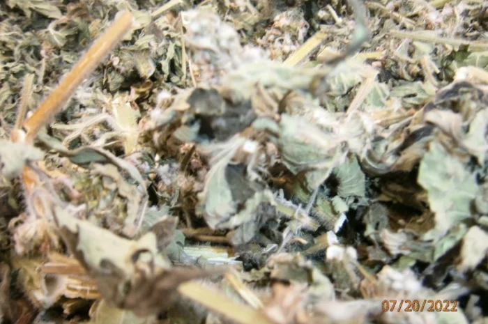 Пустирник (собача кропива) трава- фото № 3