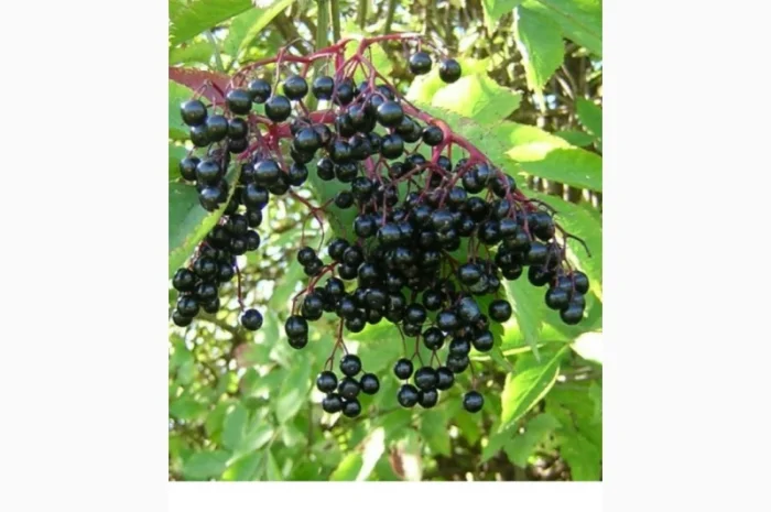 Закупаем Сухую ягоду бузины.Дорого по Украине- фото № 1