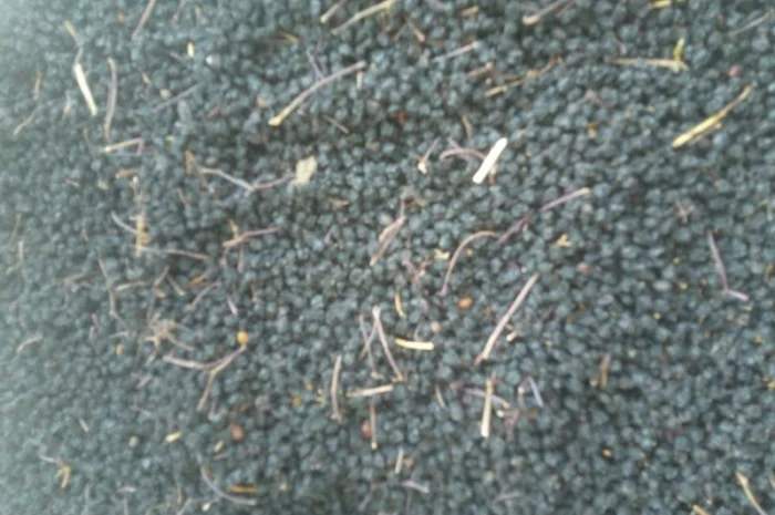 Купим ЯГОДУ БУЗИНЫ сухую, красную рябину, шиповник, боярышник- фото № 1