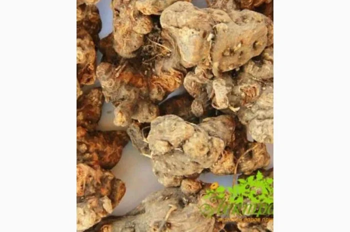 Закупаем корень Девясила, Алтея, лопуха, одуванчика, калгана, аира, живокоста- фото № 1