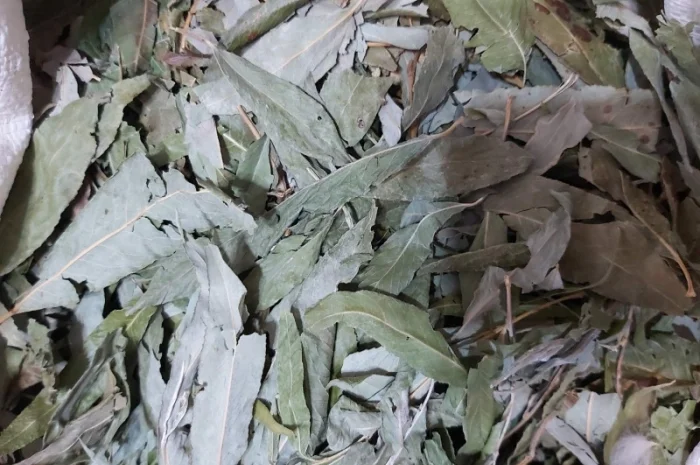 Верба (іва) листя сушене куплю- фото № 1