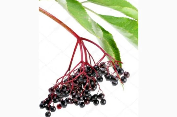 Закупаем ягоду Бузины Сухую.Интересует очищеная и неочищеная- фото № 1