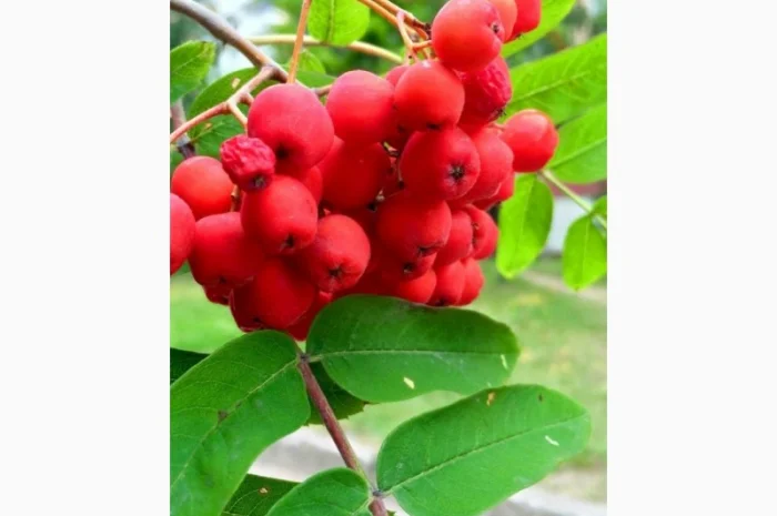 Купим Рябину красную, бузину ягоду сухую, Мелкий и крупный опт- фото № 1