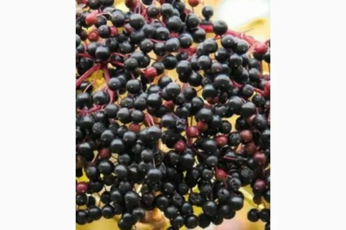 Закупвем по всей Украине СУХУЮ ягодуБУЗИНЫ.ОПлата нал- фото № 1