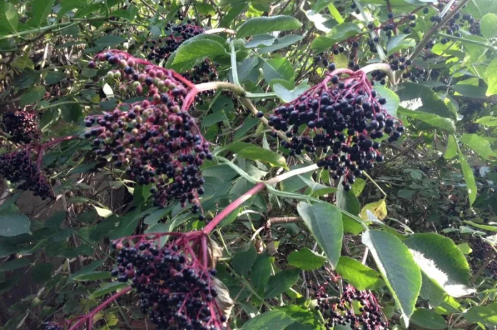 Закупаем цвет бузины, липы, боярышника, сухие ягоды бузины- фото № 1