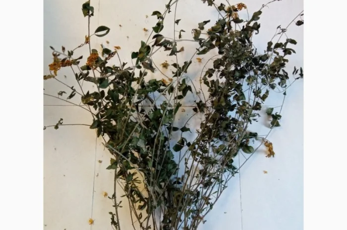 Дрік красильний- фото № 1