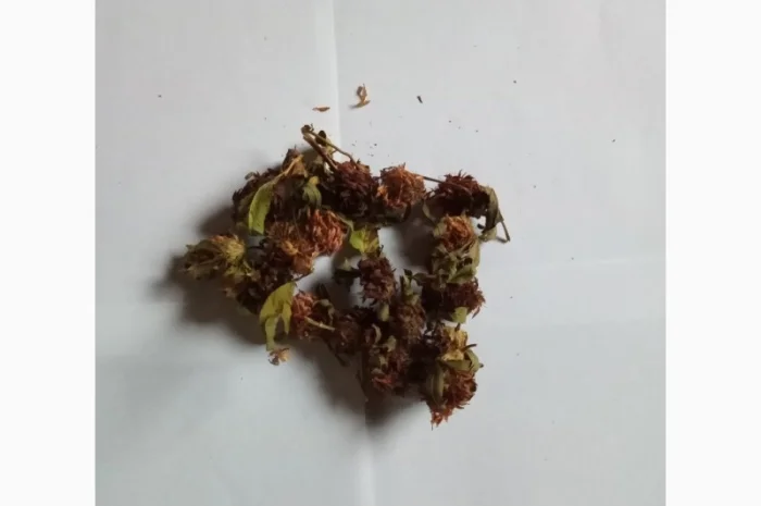 Цвіт конюшини- фото № 1