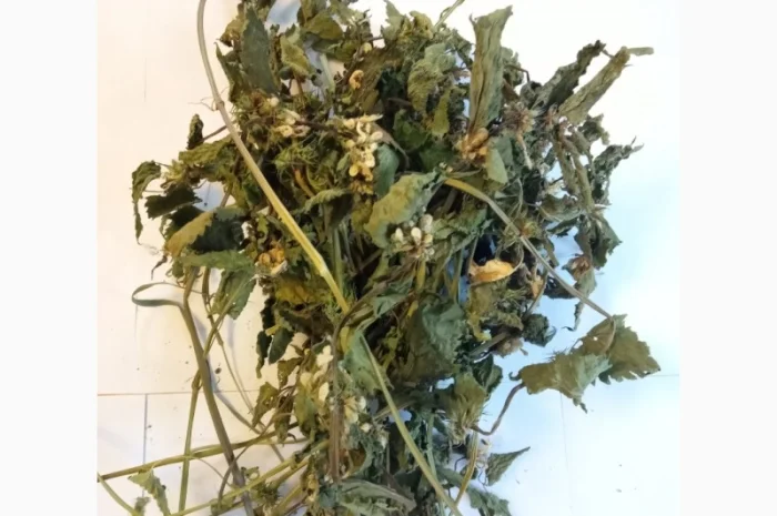 Глуха кропива- фото № 1