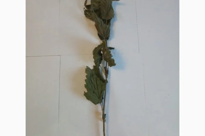 Кропива. Дводомна- фото № 1