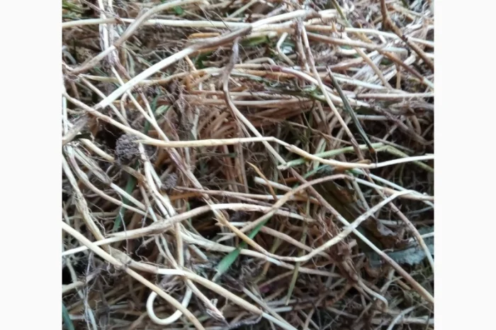 Пирій повзучий- фото № 1