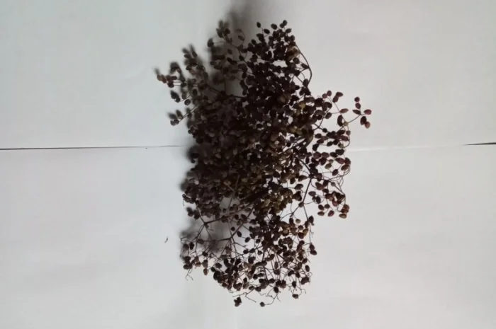 Бузина деревовидна- фото № 1