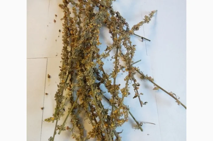 Дивина скіпетровидна- фото № 1