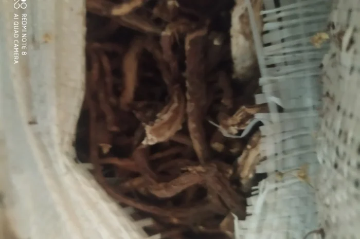 Куплю лист липи, лист малини- фото № 2