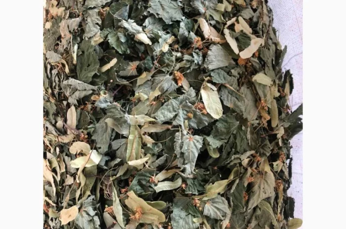 Куплю лист липи, лист малини- фото № 3