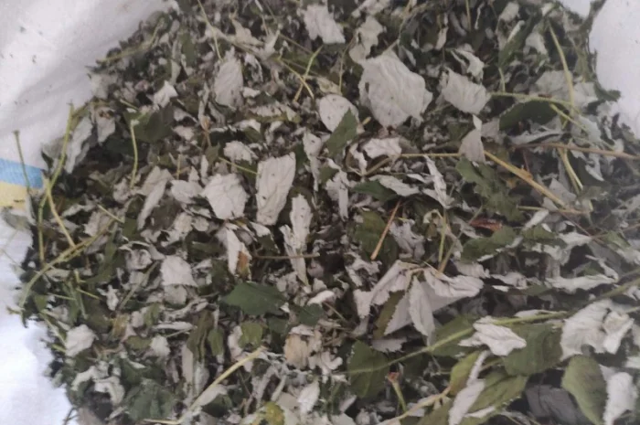 Куплю лист липи, лист малини- фото № 4