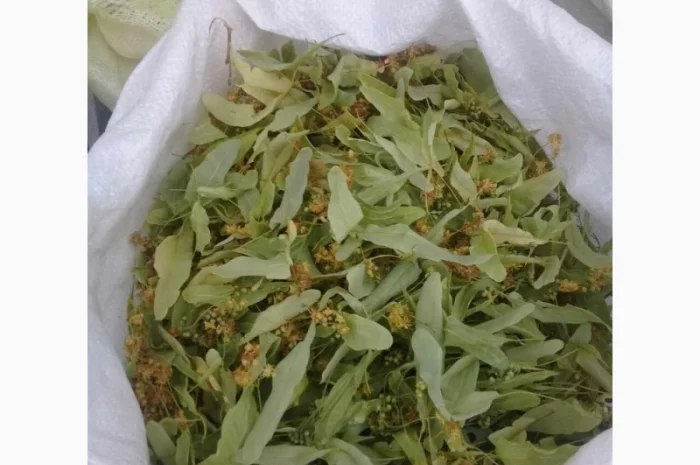 Куплю сухий цвіт липи- фото № 1