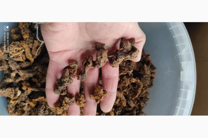 Корінь калгану (перстач прямостоячий) з Карпат- фото № 1