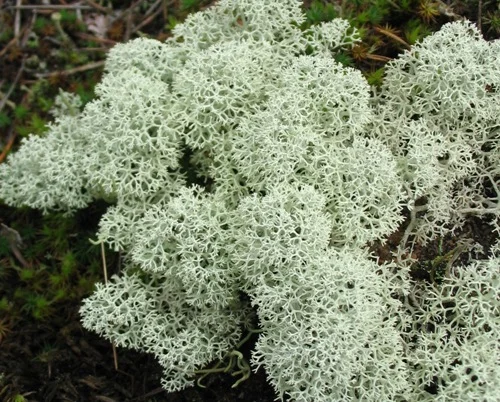 Мох ягель сушений (скандинавський) куплю- фото № 1